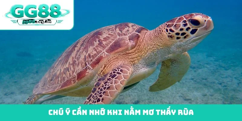 Chú ý cần nhớ khi nằm mơ thấy rùa