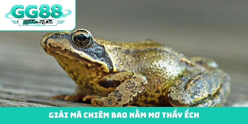 Giải mã chiêm bao nằm mơ thấy ếch