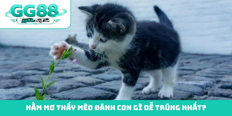 Nằm mơ thấy mèo đánh con gì dễ trúng nhất?