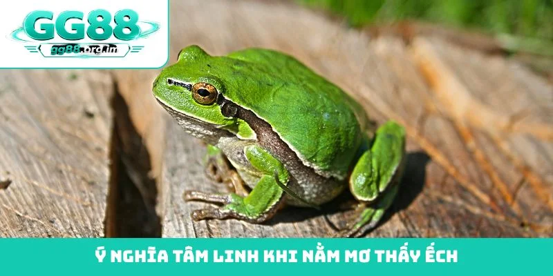 Ý nghĩa tâm linh khi nằm mơ thấy ếch